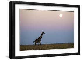 Giraffe and Moonrise, Chobe National Park, Botswana-Paul Souders-Framed Photographic Print