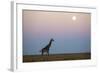 Giraffe and Moonrise, Chobe National Park, Botswana-Paul Souders-Framed Photographic Print