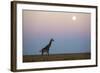 Giraffe and Moonrise, Chobe National Park, Botswana-Paul Souders-Framed Photographic Print