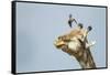 Giraffe and Pesky Bird, Moremi Game Reserve, Botswana-Paul Souders-Framed Stretched Canvas