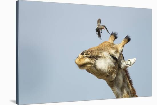 Giraffe and Pesky Bird, Moremi Game Reserve, Botswana-Paul Souders-Stretched Canvas