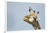 Giraffe and Pesky Bird, Moremi Game Reserve, Botswana-Paul Souders-Framed Photographic Print