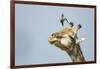 Giraffe and Pesky Bird, Moremi Game Reserve, Botswana-Paul Souders-Framed Photographic Print