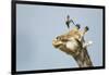 Giraffe and Pesky Bird, Moremi Game Reserve, Botswana-Paul Souders-Framed Photographic Print