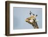 Giraffe and Pesky Bird, Moremi Game Reserve, Botswana-Paul Souders-Framed Photographic Print