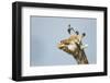 Giraffe and Pesky Bird, Moremi Game Reserve, Botswana-Paul Souders-Framed Photographic Print