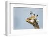 Giraffe and Pesky Bird, Moremi Game Reserve, Botswana-Paul Souders-Framed Photographic Print