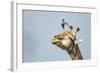 Giraffe and Pesky Bird, Moremi Game Reserve, Botswana-Paul Souders-Framed Photographic Print