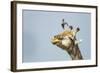 Giraffe and Pesky Bird, Moremi Game Reserve, Botswana-Paul Souders-Framed Photographic Print