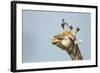 Giraffe and Pesky Bird, Moremi Game Reserve, Botswana-Paul Souders-Framed Photographic Print