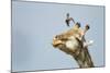 Giraffe and Pesky Bird, Moremi Game Reserve, Botswana-Paul Souders-Mounted Photographic Print