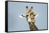 Giraffe and Red-Billed Oxpeckers, Moremi Game Reserve, Botswana-Paul Souders-Framed Stretched Canvas