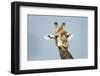 Giraffe and Red-Billed Oxpeckers, Moremi Game Reserve, Botswana-Paul Souders-Framed Photographic Print