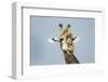 Giraffe and Red-Billed Oxpeckers, Moremi Game Reserve, Botswana-Paul Souders-Framed Photographic Print