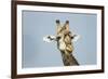 Giraffe and Red-Billed Oxpeckers, Moremi Game Reserve, Botswana-Paul Souders-Framed Photographic Print