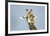 Giraffe and Red-Billed Oxpeckers, Moremi Game Reserve, Botswana-Paul Souders-Framed Photographic Print