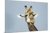 Giraffe and Red-Billed Oxpeckers, Moremi Game Reserve, Botswana-Paul Souders-Mounted Photographic Print