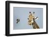 Giraffe and Red-Billed Oxpeckers, Moremi Game Reserve, Botswana-Paul Souders-Framed Photographic Print