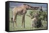 Giraffe and Young Eating a Bush-DLILLC-Framed Stretched Canvas