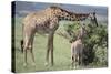 Giraffe and Young Eating a Bush-DLILLC-Stretched Canvas