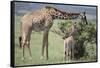 Giraffe and Young Eating a Bush-DLILLC-Framed Stretched Canvas