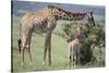 Giraffe and Young Eating a Bush-DLILLC-Stretched Canvas