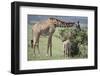 Giraffe and Young Eating a Bush-DLILLC-Framed Photographic Print