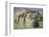 Giraffe and Young Eating a Bush-DLILLC-Framed Photographic Print