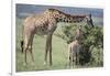 Giraffe and Young Eating a Bush-DLILLC-Framed Photographic Print