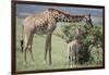 Giraffe and Young Eating a Bush-DLILLC-Framed Photographic Print