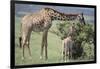 Giraffe and Young Eating a Bush-DLILLC-Framed Photographic Print