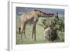 Giraffe and Young Eating a Bush-DLILLC-Framed Photographic Print