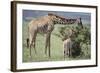 Giraffe and Young Eating a Bush-DLILLC-Framed Photographic Print