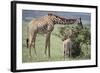 Giraffe and Young Eating a Bush-DLILLC-Framed Photographic Print