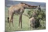 Giraffe and Young Eating a Bush-DLILLC-Mounted Photographic Print