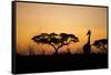 Giraffe at Dusk, Chobe National Park, Botswana-Paul Souders-Framed Stretched Canvas