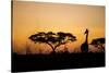 Giraffe at Dusk, Chobe National Park, Botswana-Paul Souders-Stretched Canvas