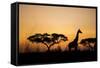 Giraffe at Dusk, Chobe National Park, Botswana-Paul Souders-Framed Stretched Canvas