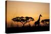 Giraffe at Dusk, Chobe National Park, Botswana-Paul Souders-Stretched Canvas