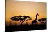 Giraffe at Dusk, Chobe National Park, Botswana-Paul Souders-Stretched Canvas