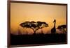 Giraffe at Dusk, Chobe National Park, Botswana-Paul Souders-Framed Photographic Print