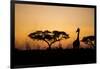 Giraffe at Dusk, Chobe National Park, Botswana-Paul Souders-Framed Photographic Print