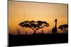 Giraffe at Dusk, Chobe National Park, Botswana-Paul Souders-Mounted Photographic Print