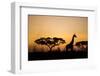 Giraffe at Dusk, Chobe National Park, Botswana-Paul Souders-Framed Photographic Print