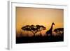 Giraffe at Dusk, Chobe National Park, Botswana-Paul Souders-Framed Photographic Print