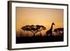 Giraffe at Dusk, Chobe National Park, Botswana-Paul Souders-Framed Photographic Print