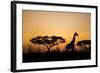 Giraffe at Dusk, Chobe National Park, Botswana-Paul Souders-Framed Photographic Print