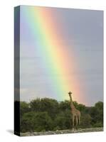 Giraffe, at End of Rainbow, Etosha National Park, Namibia-Tony Heald-Stretched Canvas