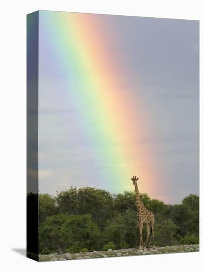 Giraffe, at End of Rainbow, Etosha National Park, Namibia-Tony Heald-Stretched Canvas