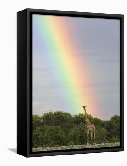 Giraffe, at End of Rainbow, Etosha National Park, Namibia-Tony Heald-Framed Stretched Canvas